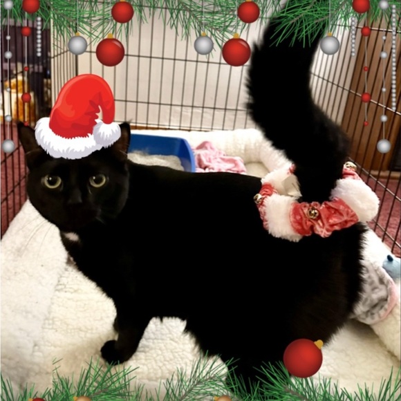 Meet the Posher Other - Meet your Poshers, Jennifer & Porsche 🐈⬛